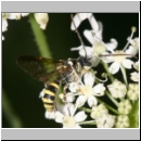 Exenterus amictorius - Schlupfwespe - Parasite of Diprion pini 088e 11mm-fdet02.jpg